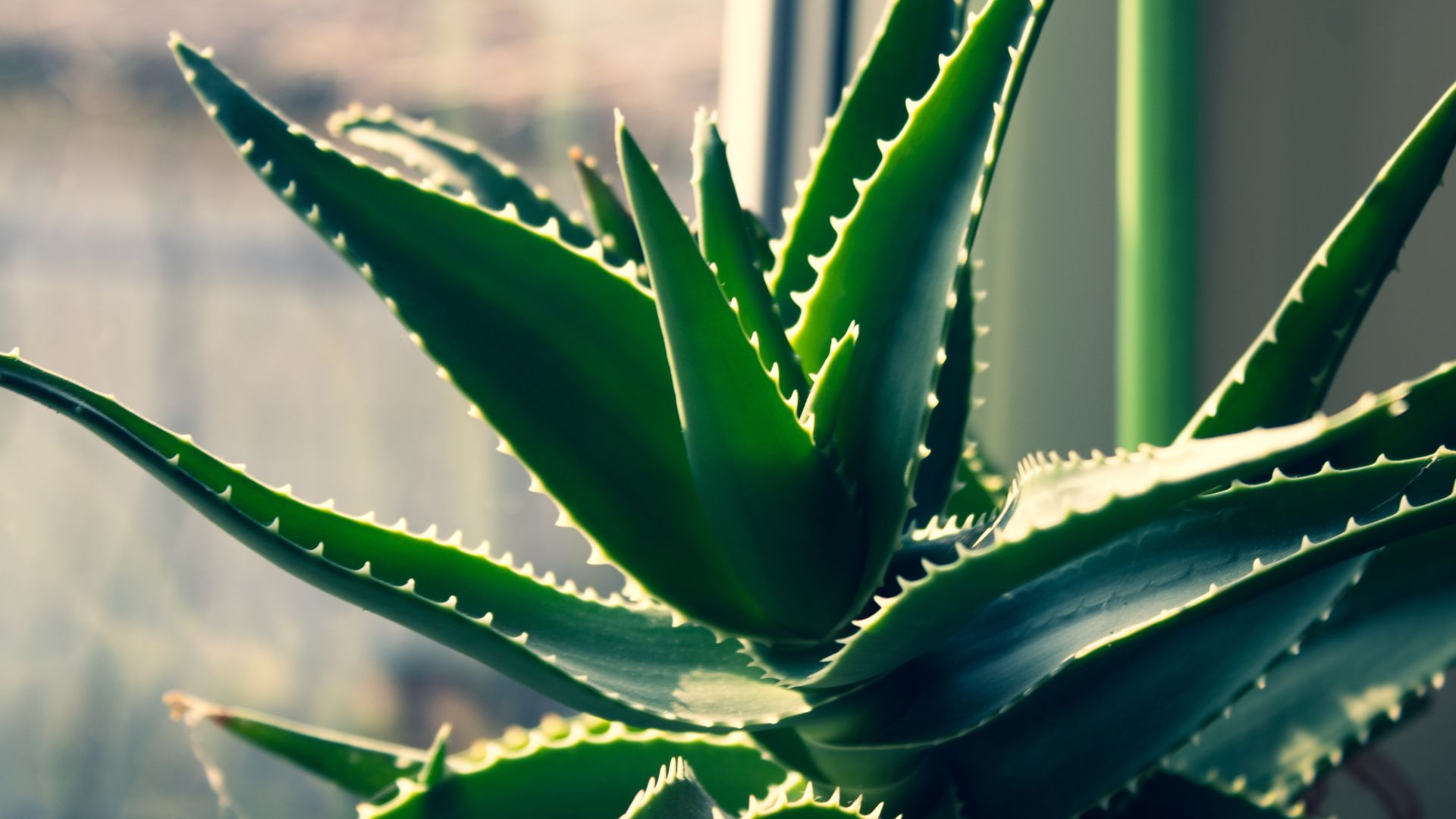 Why Aloe Vera Should Be in Your Skincare Routine