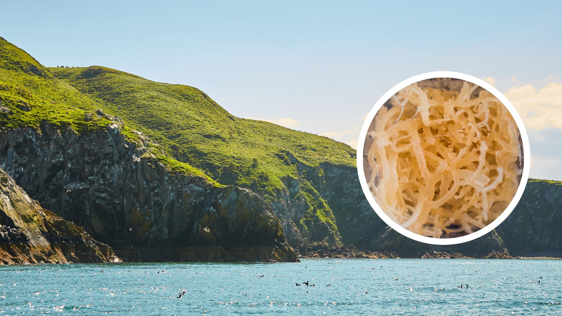 Irish Sea Moss: What Is It and How Does it Help Your Skin?